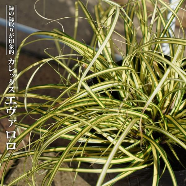 切花用品種　レア超人気挿し木大苗5号鉢 切花用品種　レア超人気挿し木大苗5号鉢