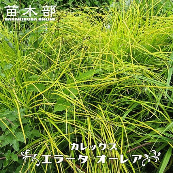 カレックス エラータ オーレア 3号ポット苗 : 苗木部 花ひろば