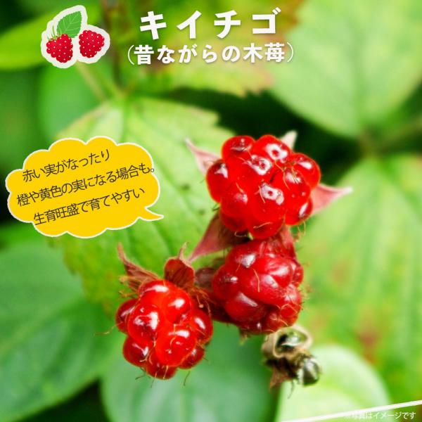 hanahirobaonline_kiichigo-