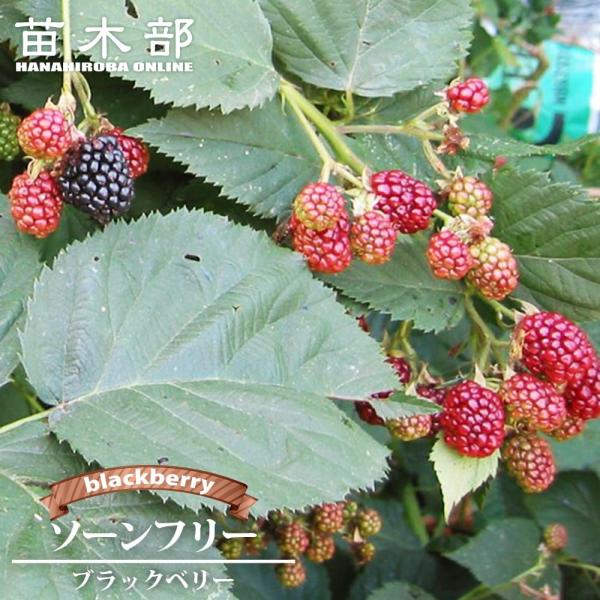 ●品種の特徴ブラックベリー　ソーンフリーは刺なしで頑強な品種です。トゲのない安心品種。超豊産性売ブラックベリーです。耐暑性もあり、やせ地でも育ちます。非常に生育旺盛すぎるくらいで豊産性です。暑さにも乾燥にも強く、とっても作りやすく、簡単に実...