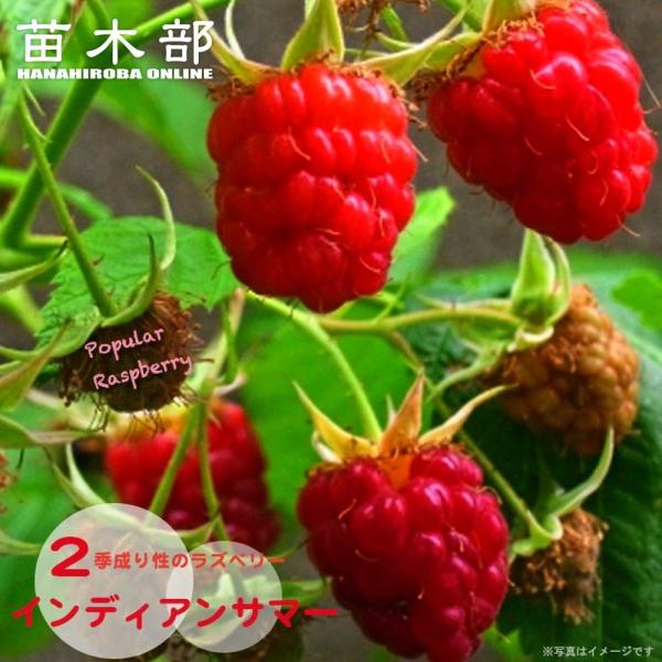 hanahirobaonline_kiichigo-