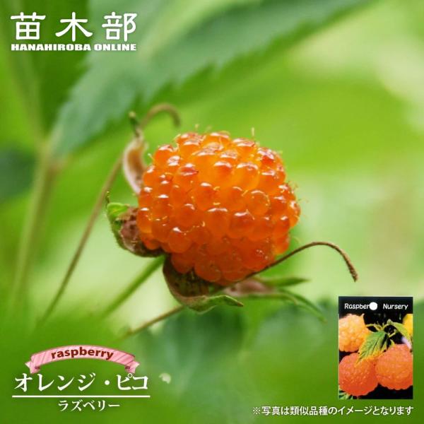 hanahirobaonline_kiichigo-