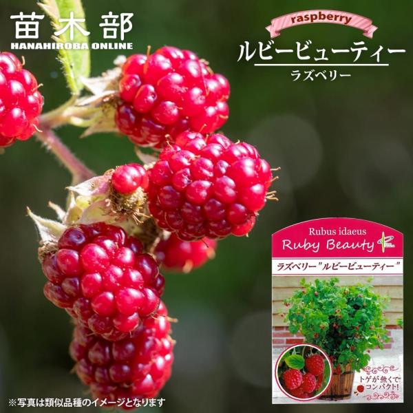 hanahirobaonline_kiichigo-