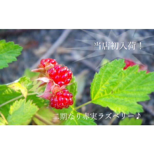 ラズベリー　オータムブリス　苗 楽天市場】【現品Y134】ウルトララズベリー苗（超大王）レッドドリーム
