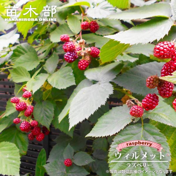 hanahirobaonline_kiichigo-