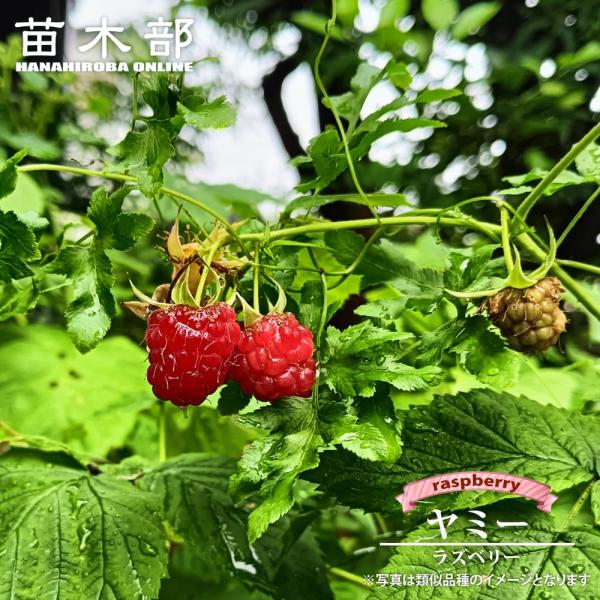 ●品種の特徴ラズベリー「ヤミー」は草丈が50cm程度にまとまるコンパクトでとげの少ない品種です。鉢植えにピッタリで初めての方にもおすすめ。病害虫に強く、生育旺盛、豊産性にも期待ができます。実は3ｇほどの小粒なラズベリーです。生食はもちろん果...