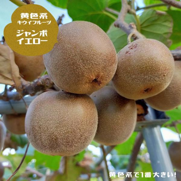 hanahirobaonline_kiui--anboiero-