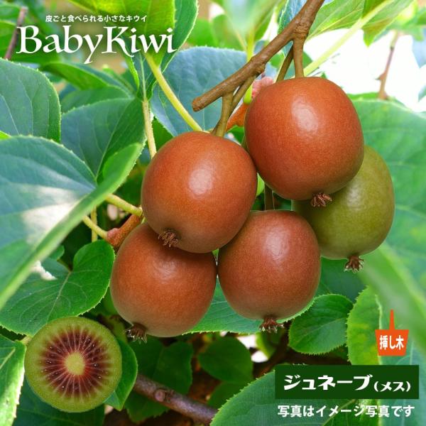 ベビーキウイ　ジュネーブ（メス）ポットごと ジュネーブ （メス） ベビーキウイ 挿し木 1年生 ポット苗 爆買いweek