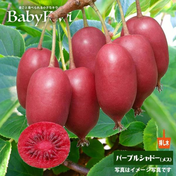 ●品種の特徴パープルシャドー（雌）は果皮も果肉もムラのない鮮やかな赤色の実が特徴です。やや縦長の果実が実ります。真っ赤な果実が美しいのと、育てやすいので人気の品種です。果実は8g程度と小さいですが、ビタミンＣがとても豊富で、レモンより高いと...