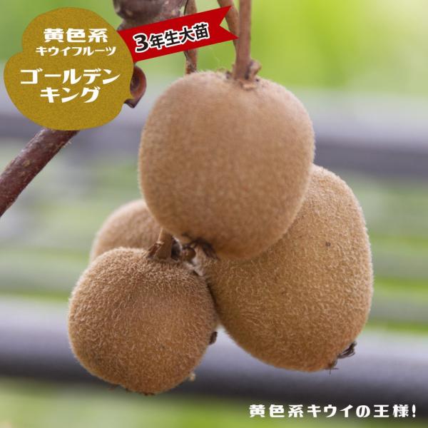 hanahirobaonline_kiui-go-