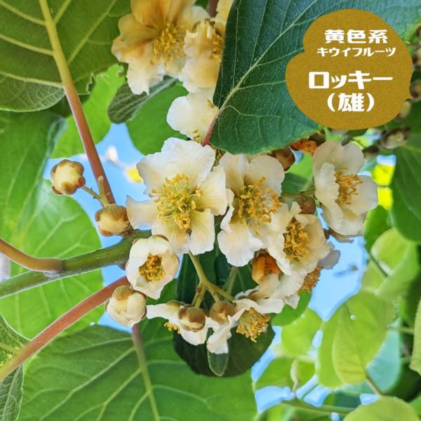 キウイ 苗 ロッキー 黄色系の受粉樹用オス 1年生接木苗 予約販売12月