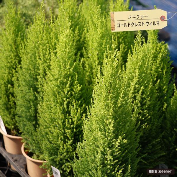●品種の特徴「ゴールドクレスト ウィルマ」はコニファーの中でも人気が高いゴールドクレストの選抜品種です。明るいイエローグリーンの葉が美しく、自然に樹形が円錐状になる絵にかいたようなコニファーです。小さめの苗なら寄せ植えでも楽しめます。クレス...