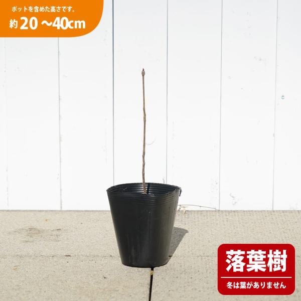 ●品種の特徴こしあぶらは春先に伸びる独特の香りを持つ若芽を食べます。まだそれほど大きく伸びていない芽を摘み取り、元のほうにあるハカマの部分を除いたものを調理します。太いだけでなく養分も多く、最高においしいです。コクのあるまろやかな風味はたら...