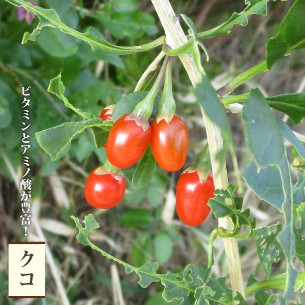 ●品種の特徴クコにはビタミンやアミノ酸が多く含まれているのをご存知ですか？なんとなく体に良さうという印象をお持ちの方も多いと思いますが、成分を調べて見たらビタミンＡ・Ｂ群・Ｃ・Ｅを含み、18種類ものアミノ酸（必須アミノ酸9種類を含む）も含有...