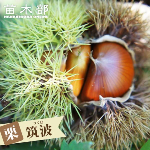 栗 苗木 筑波 1年生接木苗 予約販売11〜12月頃入荷予定