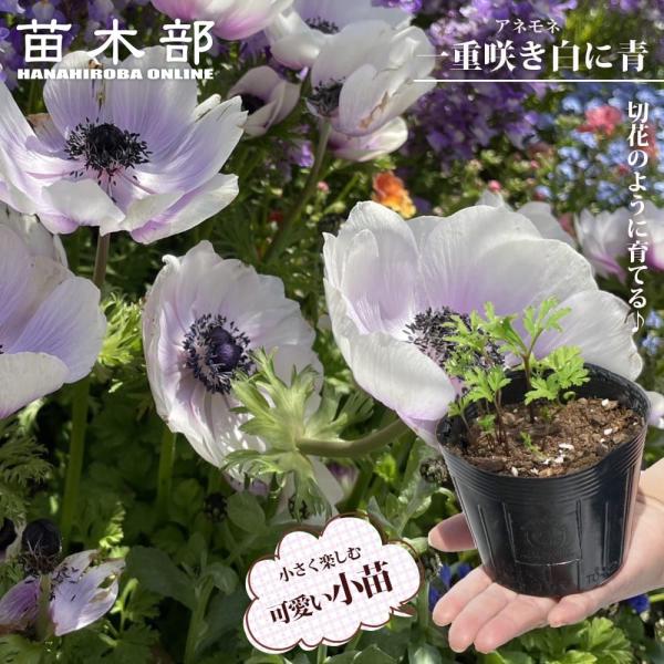 芽出し球根 アネモネ 一重咲き 白に青 （4球/3.5号ポット） : 苗木部