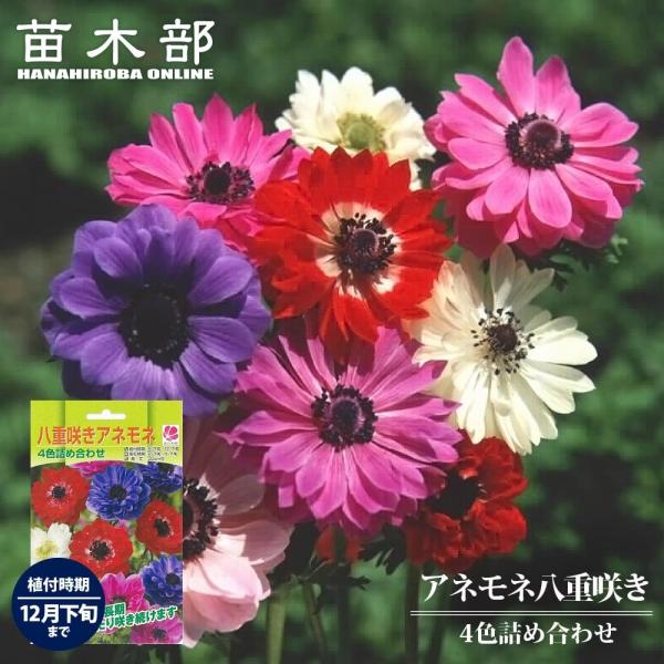 ●品種の特徴一般的な球根のアネモネは冬に生育して、早春から春に花が咲き、初夏には地上部は枯れこんで夏を越えます。夏は塊根をつくって休眠します。水はけのよい場所で多肥にならないように育てれば、植えっぱなしで毎年花が咲いてきます。学名：Anem...