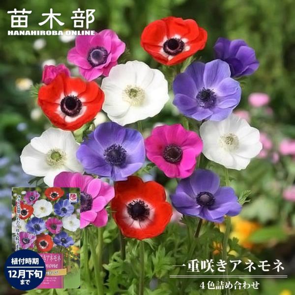 ●品種の特徴一般的な球根のアネモネは冬に生育して、早春から春に花が咲き、初夏には地上部は枯れこんで夏を越えます。夏は塊根をつくって休眠します。水はけのよい場所で多肥にならないように育てれば、植えっぱなしで毎年花が咲いてきます。学名：Anem...