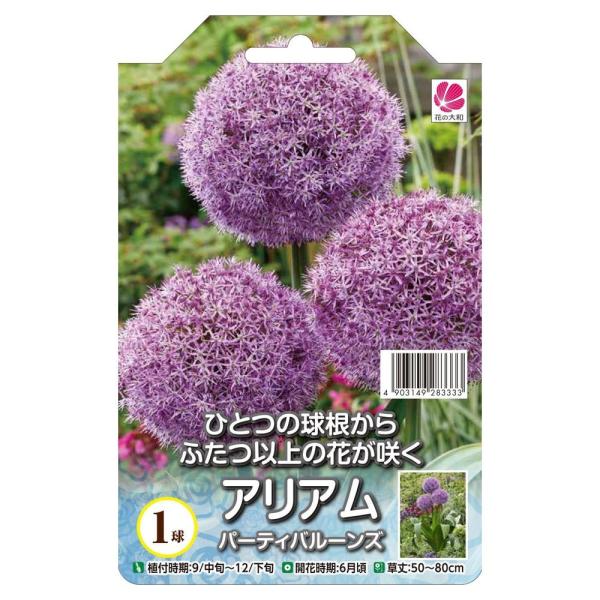 ●品種の特徴「パーティバルーンズ」はアイアムの中でも、大きな花をつける品種で、直径6ｃｍほどになります。さらに一つの球根から複数の花茎がのびそれぞれに花をつけるためとってもボリューミー。花壇や切り花の主役になれるお花です。アリアム（アリウム...