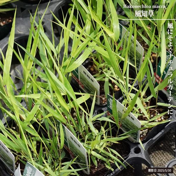 ●品種の特徴「フウチソウ」は風に揺れる葉姿が涼やかな山野草です。株は増えるとこんもりとドーム状になり、和風・洋風どちらの庭にも良く合います。学名の「Hakonechloa」は「箱根の」という意味で、箱根付近に良く見られることからつけられた日...