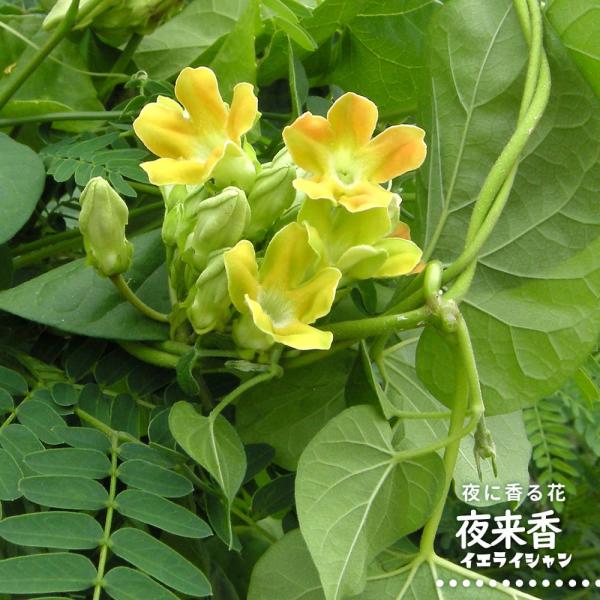 hanahirobaonline_kusa-ieraishan
