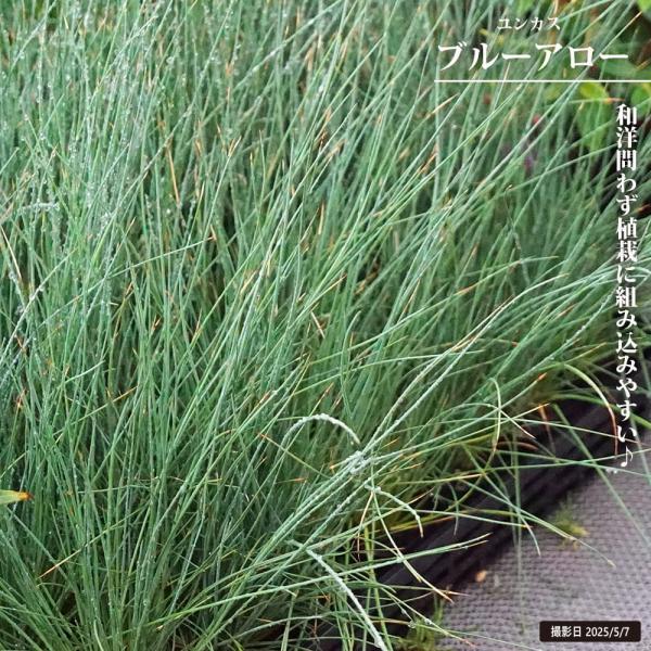●品種の特徴ユンカス　ブルーアローはイグサ科の植物で美しい青葉が印象的なグラス状の葉を展開します。茎は青緑色で、光に当たると爽やかに見え、ガーデンや水辺に清涼感を演出します。すっきりとしてお洒落な雰囲気。お庭の花を引き立たせる名脇役です。株...