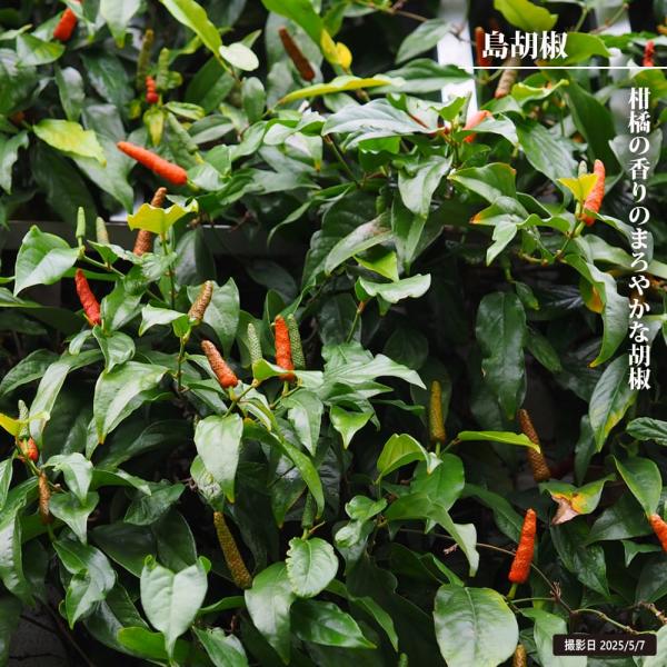 hanahirobaonline_kusa-koshou-002