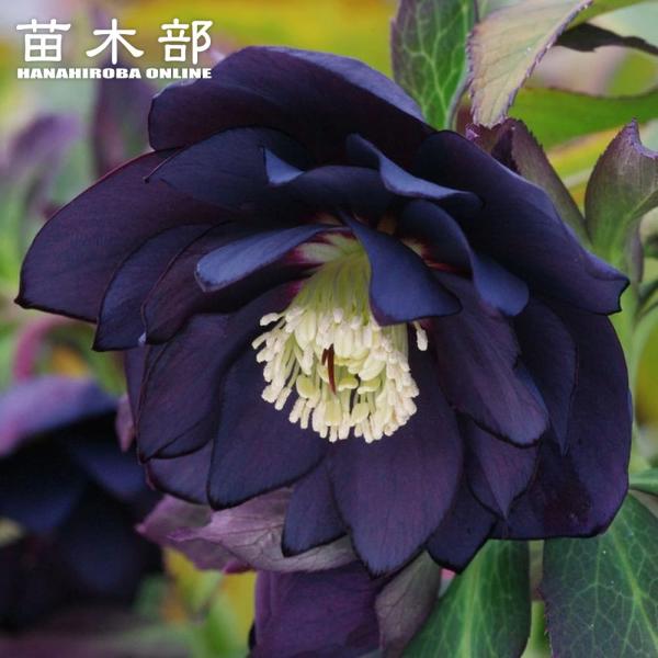 hanahirobaonline_kusa-kuriro-