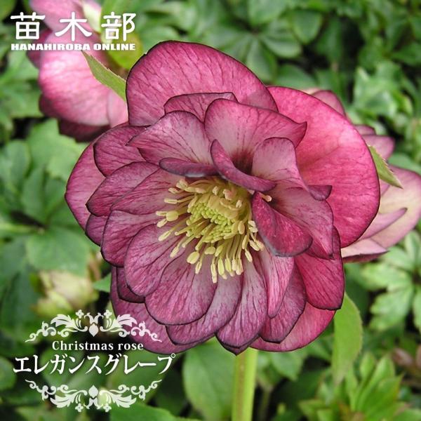 hanahirobaonline_kusa-kuriro-