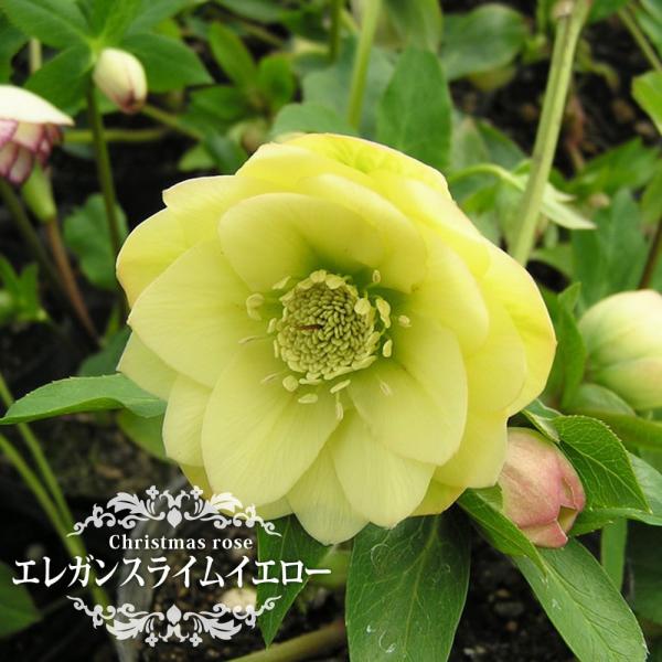 咲く ローズ×3 シトラス×3 hanahirobaonline_kusa-kuriro-