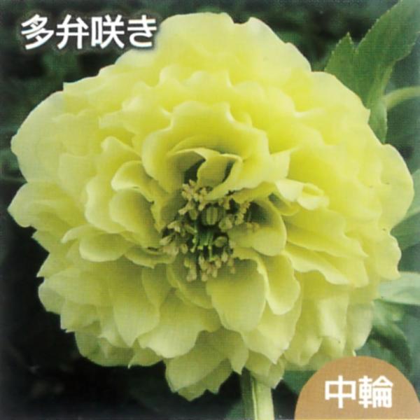hanahirobaonline_kusa-kuriro-