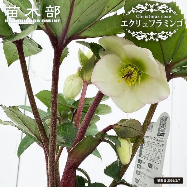 hanahirobaonline_kusa-kuriro-