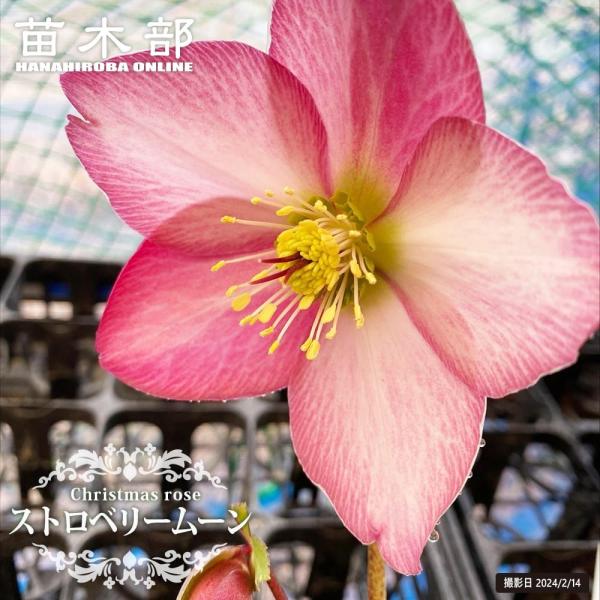 hanahirobaonline_kusa-kuriro-