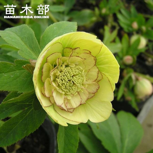 hanahirobaonline_kusa-kuriro-