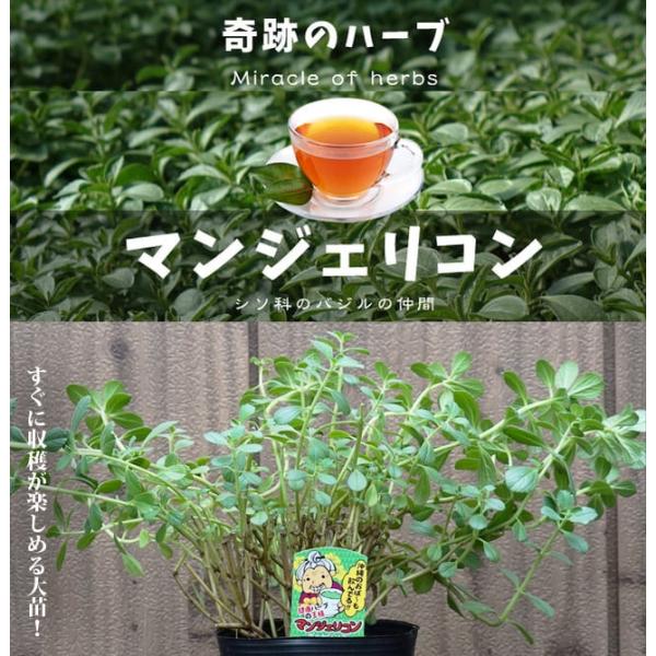 沖縄マンジェリコン　多肉植物 抜き苗　高さ約45センチ横幅約60センチ マンジェリコンの苗 マンジェリコン(ポルトジンユ)ボルトジンユ その他多肉植物
