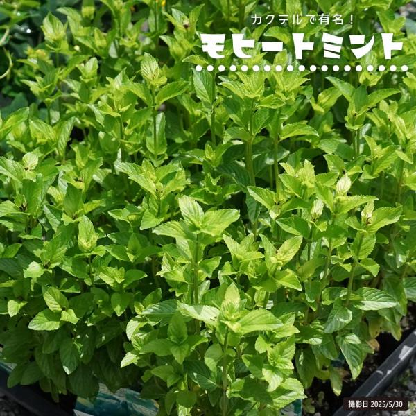 ●品種の特徴イエルバブエナは「モヒートミント」です。キューバ発祥のラムベースのミント風味のカクテル「モヒート」に利用されるミントで、やや青みがある香りがします。やや色の濃い葉にはスペアミント系のフレッシュな香りがあります。スペアミントよりも...