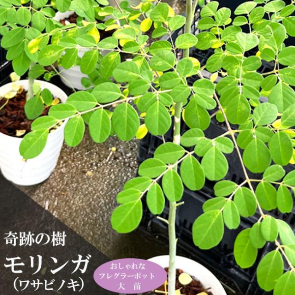 奇跡の樹モリンガ （ワサビノキ） スーパーフード フレグラーポット