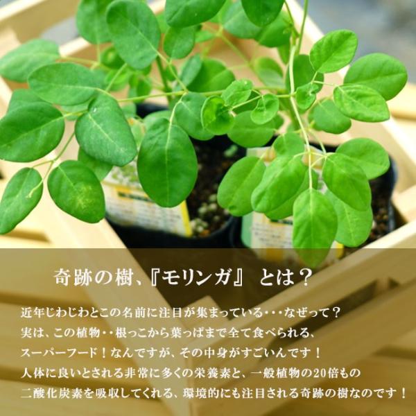 奇跡の樹モリンガワサビノキ スーパーフードミラクルツリー 苗 苗木 Buyee Buyee Japanese Proxy Service Buy From Japan Bot Online