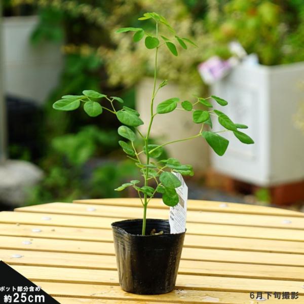 奇跡の樹モリンガワサビノキ スーパーフードミラクルツリー 苗 苗木 Buyee Buyee Japanese Proxy Service Buy From Japan Bot Online