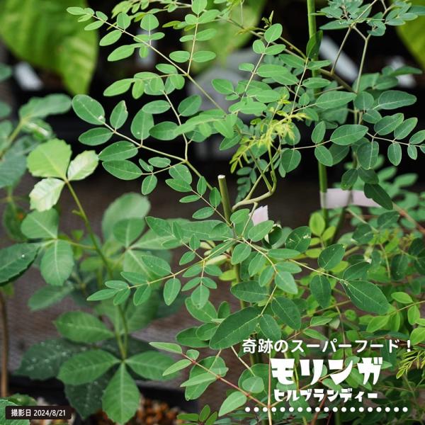 激レア　モリンガ　オバリフォリア　モリンガ苗　スーパーフード　奇跡の樹　鉢植え Amazon.co.jp: モリンガ オバリフォリア モリンガ苗 スーパー