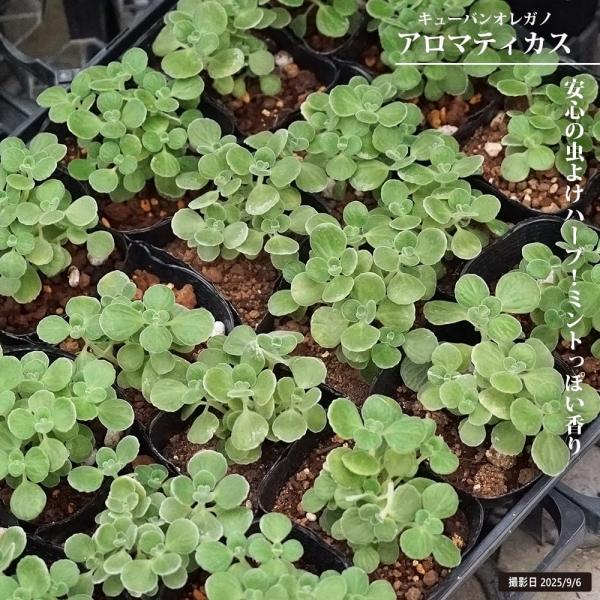 アロマティカス キューバンオレガノ 3号ポット苗 爆買いweek
