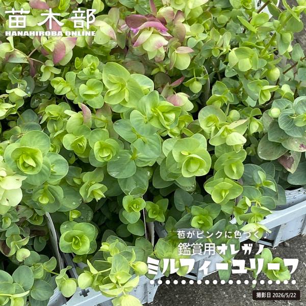 オレガノ ミルフィーユリーフ 3号ポット苗
