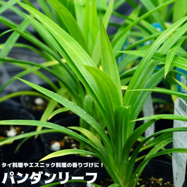 アジアンハーブパンダンリーフ ニオイタコノキ バイトーイ 香辛料
