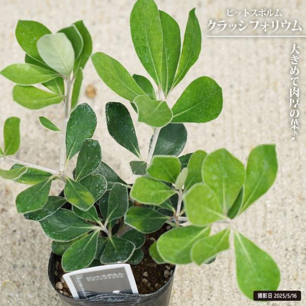 ●品種の特徴クラッシフォリウムはつやのある美しい葉が特徴。やや大きめの肉厚の葉とシルバーの枝のコントラストが印象的な品種です。やわらかな雰囲気で寄せ植えやガーデニングの素材に、また鉢植えや花材としても楽しめます。「ピットスポルム」は日本でい...