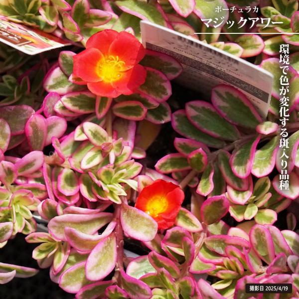 hanahirobaonline_kusa-portulaca001