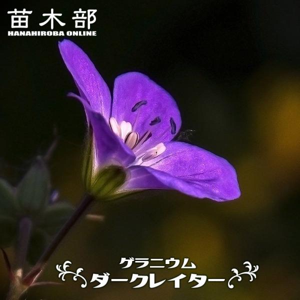 ゲラニウム ダークレイター 3号ポット苗 : 苗木部 花ひろばオンライン