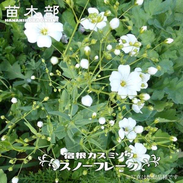 hanahirobaonline_kusa-s543