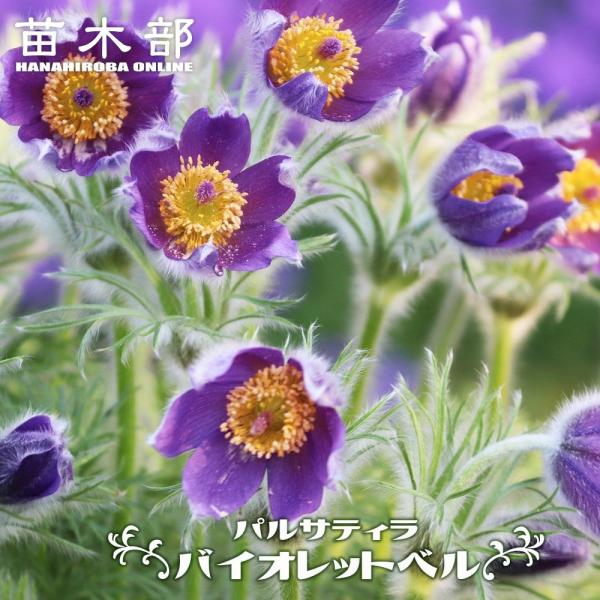 パルサティラ （ 西洋オキナグサ ） バイオレットベル 3号ポット苗