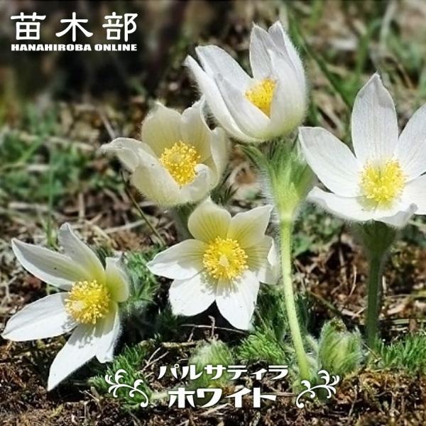 パルサティラ （ 西洋オキナグサ ） ホワイト 3号ポット苗 宿根草 苗 多年草 耐寒性