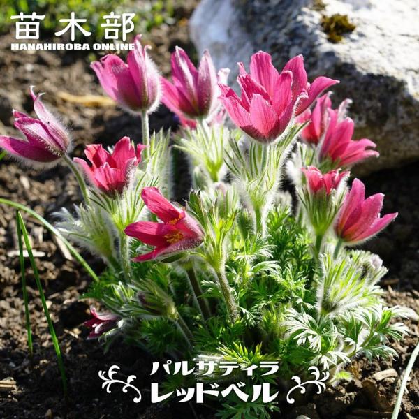 パルサティラ （ 西洋オキナグサ ） レッドベル 3号ポット苗 宿根草 苗 多年草 耐寒性